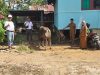 PT. ASP Salurkan Qurban Sapi di Lingkungan Perusahaan Desa Penyeladi